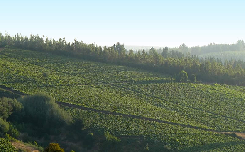 伊塔塔谷（Itata Valley）-酒乐会