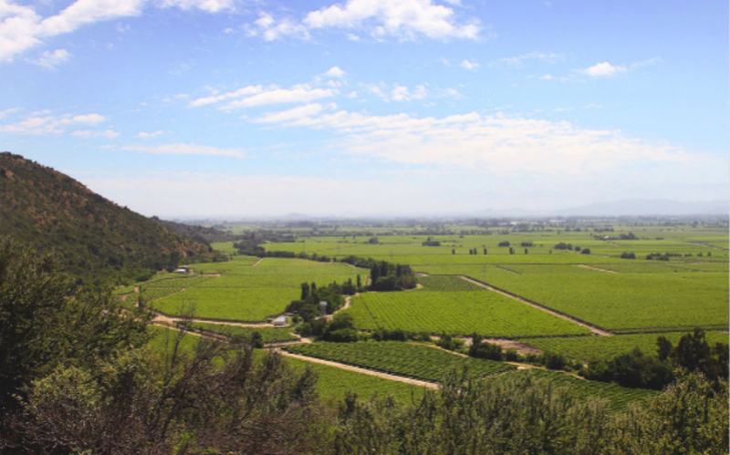 库里科谷（Curico Valley）-酒乐会