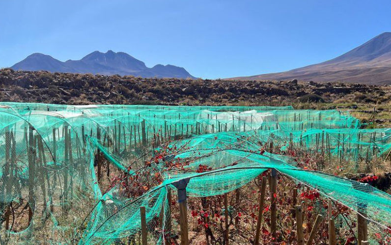 专题  阿塔卡马 Atacama Region-酒乐会