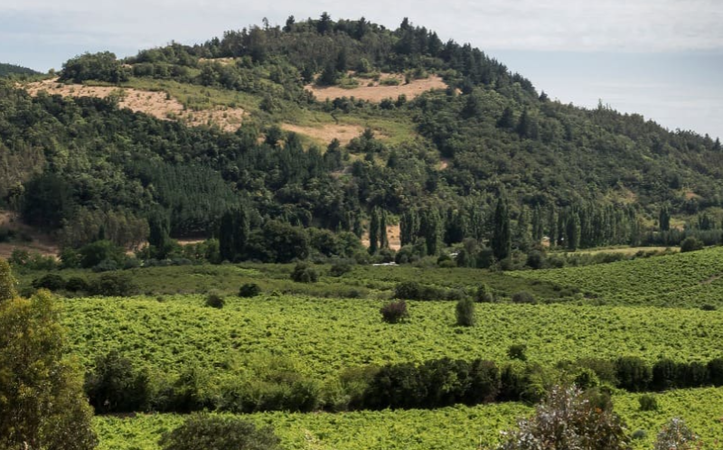 考廷谷（Valle del Cautin）-酒乐会