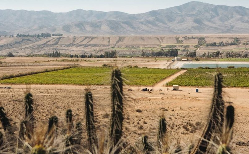 科皮亚波谷 Valle de Copiapo-酒乐会