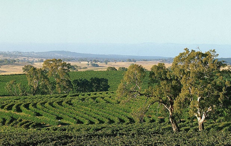 专题  南澳州 South Australia-酒乐会