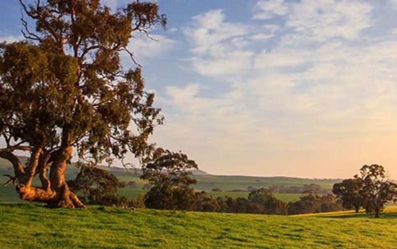 南福林德斯山岭 Southern Flinders Ranges-酒乐会