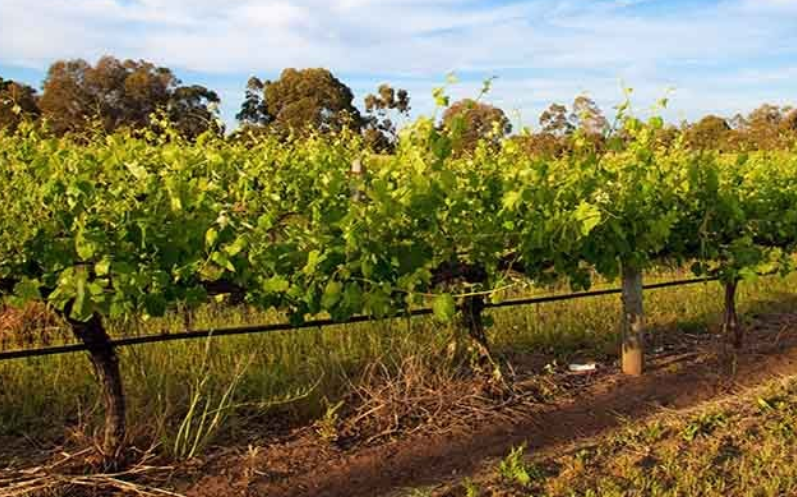 珀斯山 Perth Hills-酒乐会