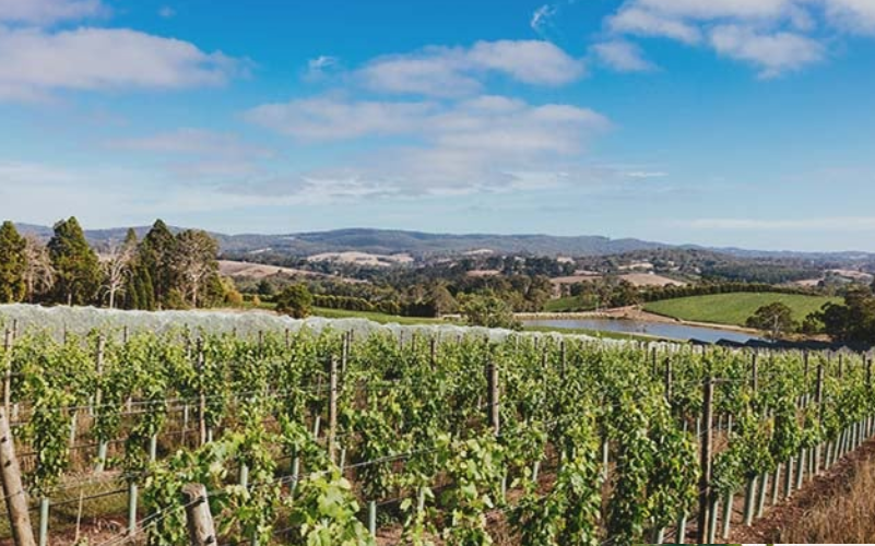 阿德莱德山Adelaide Hills-酒乐会