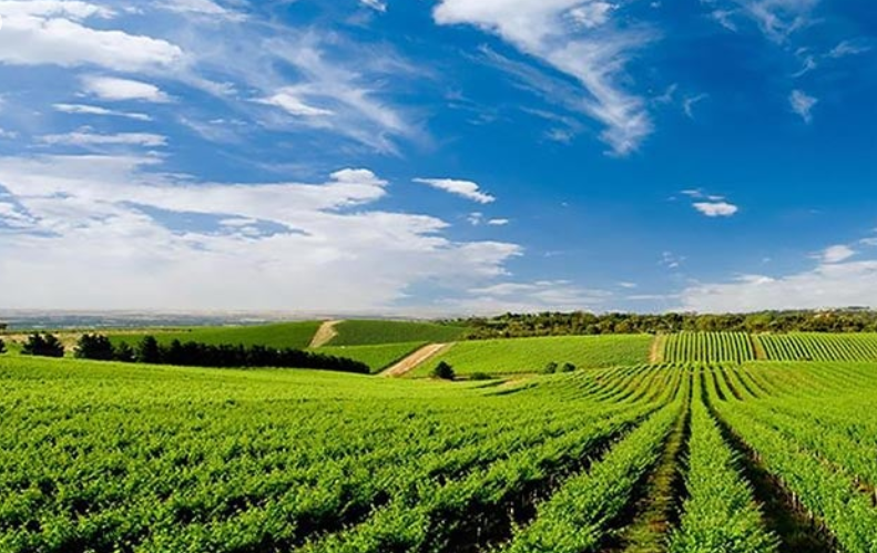 阿德莱德平原Adelaide Plains-酒乐会