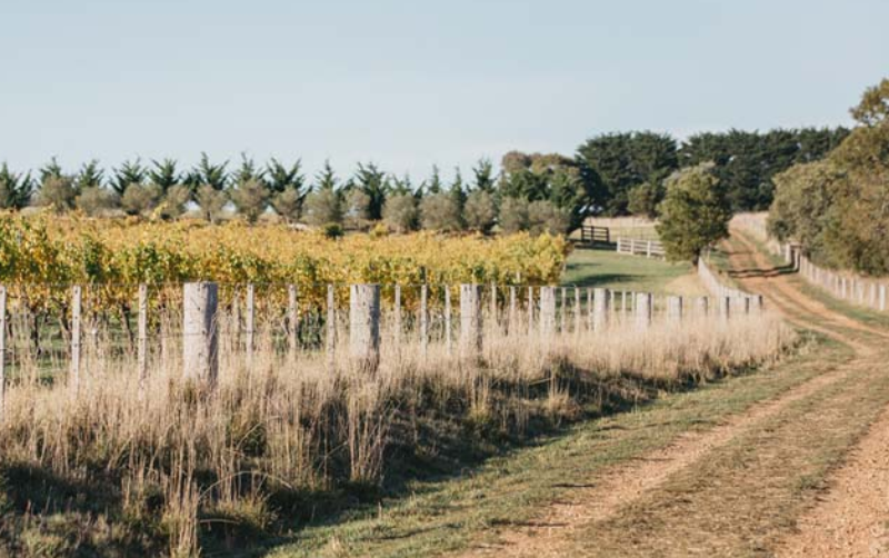 马斯顿山岭 (Macedon Ranges)-酒乐会