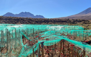 阿塔卡马Atacama Region-酒乐会