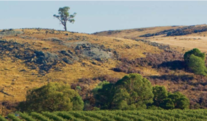 史庄伯吉山岭 (Strathbogie Ranges)-酒乐会