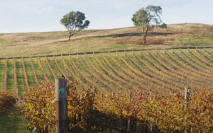满吉产区 Mudgee-酒乐会