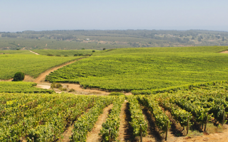 拉斯特拉萨斯葡萄园Las Terrazas Vineyard-酒乐会