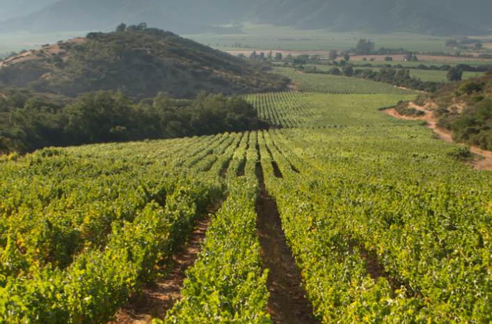 达比乌尔葡萄园 Tapihue vineyard-酒乐会