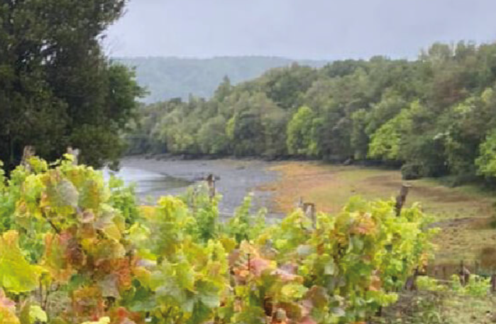 奇洛埃岛葡萄园Island of Chiloé-酒乐会