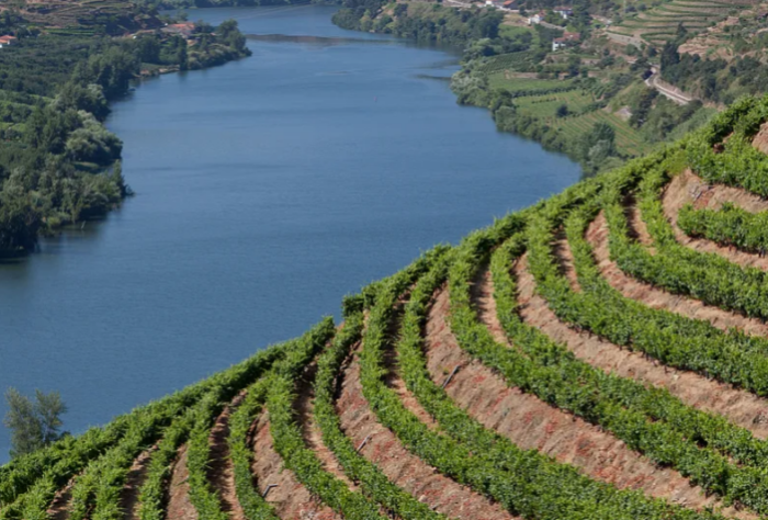 杜罗河Douro(DOC)-酒乐会