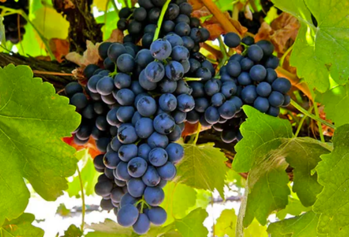 黑皮诺Pinot Noir：葡萄世界里的“娇贵舞者”-酒乐会