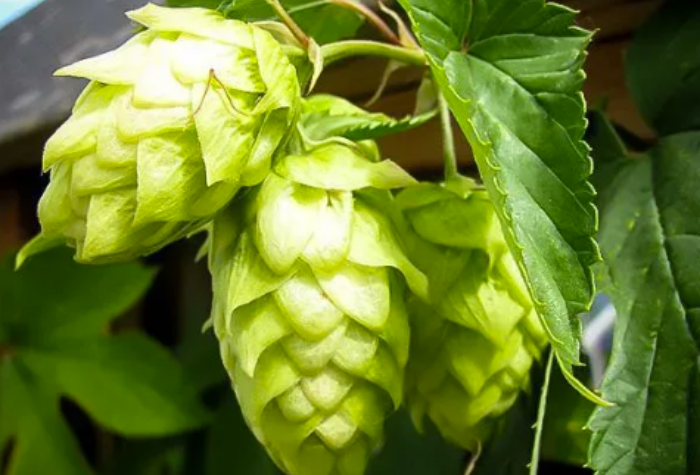 世纪Centennial：百年庆典里诞生的酒花传奇-酒乐会