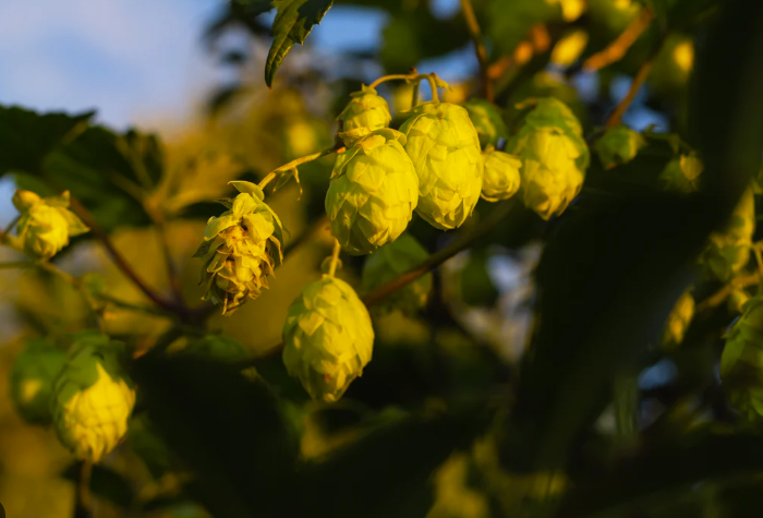 亚麻黄Amarillo：从田埂偶然发现到精酿传奇-酒乐会