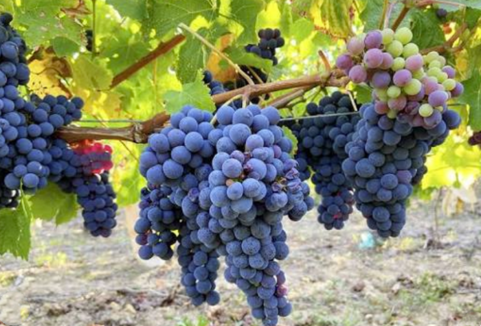 品丽珠Cabernet Franc：穿越千年的葡萄香-酒乐会