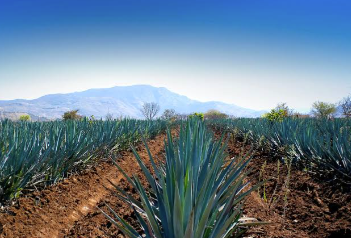 哈利斯科州Jalisco：红土上的蓝色传奇-酒乐会