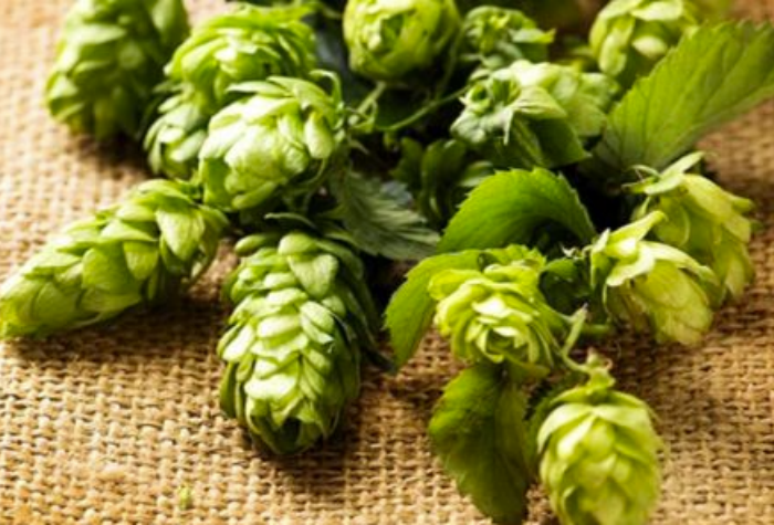 西楚Citra：一朵酒花改变了一个时代-酒乐会