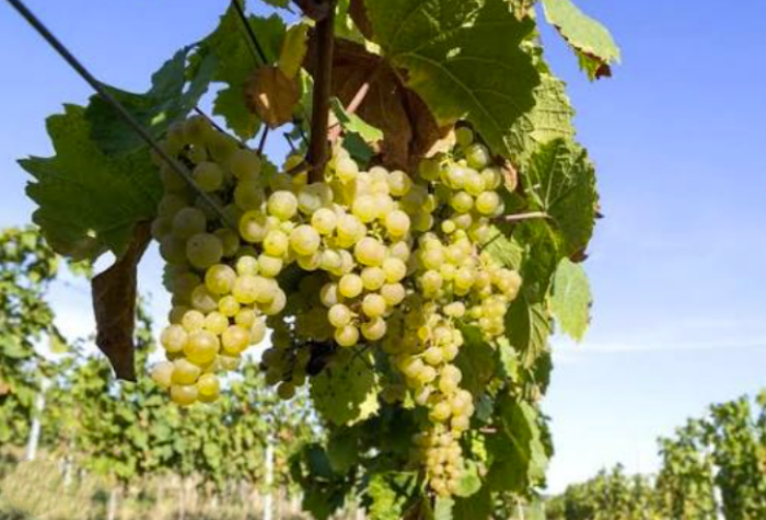 雷司令Riesling：流淌在莱茵河上的白葡萄史诗-酒乐会